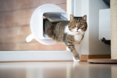 Cat Door Installation detail